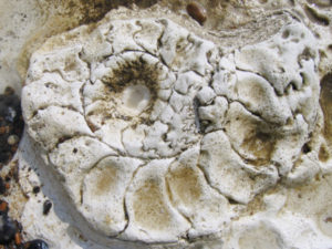 Chalk Ammonite on Cliffs of Dover